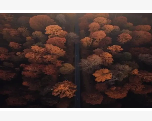 中医经典之神奇方剂